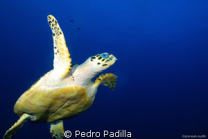 Freedom sense, Hawksbill turtle; Dive Site: Two for You @... by Pedro Padilla 